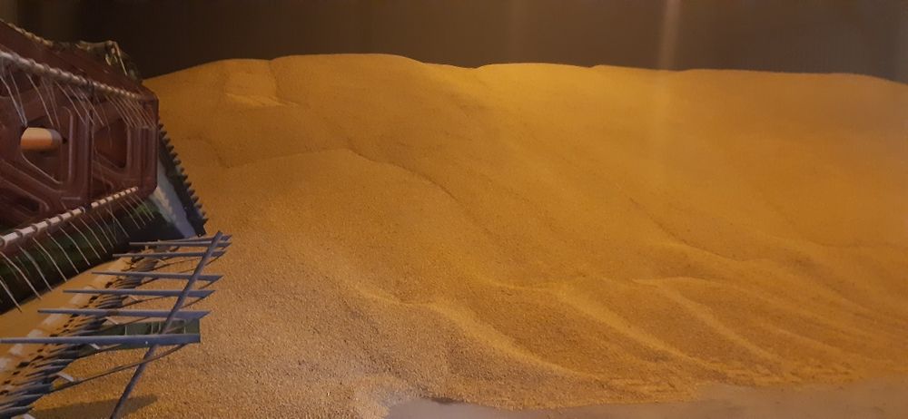 Kukurydza sucha sprzedam