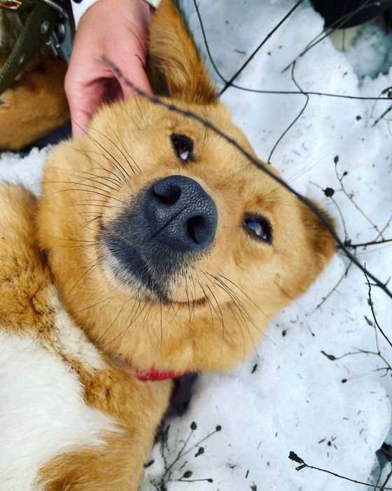 Две невероятных девочки ищут самых лучших родителей!