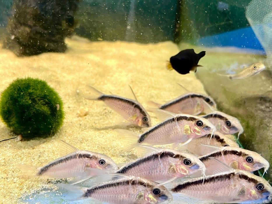 Kirys Strumieniowy Arcuatus Piękne Duże Rybki