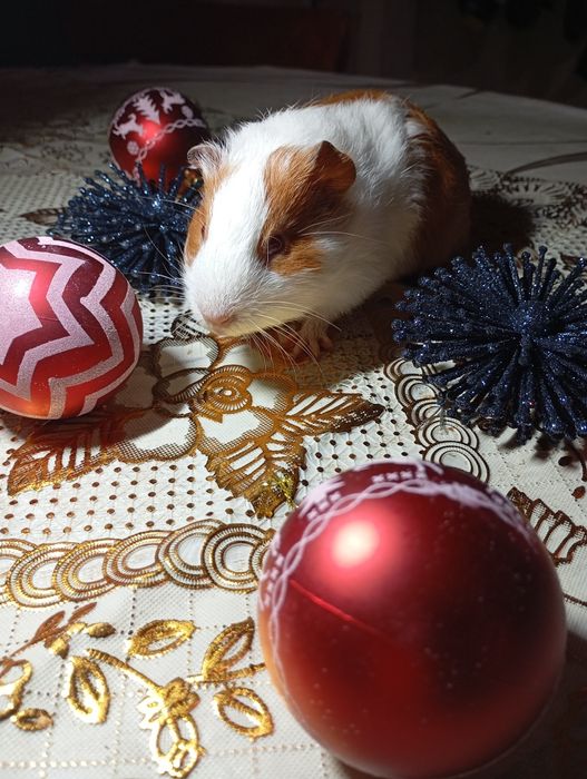 Морська свинка,мурчаки,хлопчик морської свинки