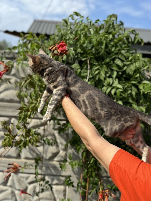 Бенгал бенгальский кот вязка с документами