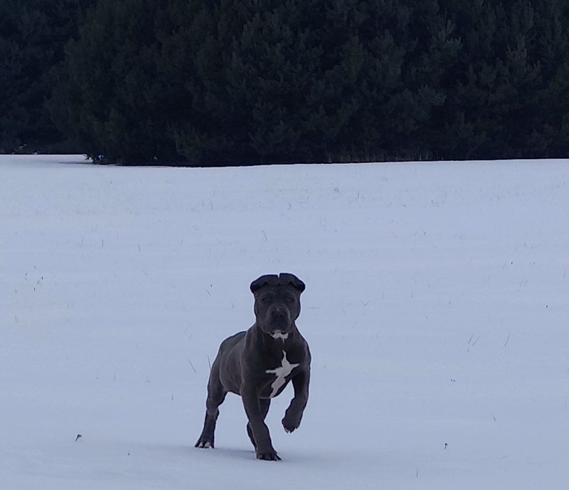 American Bully XL Suczka 3 msc