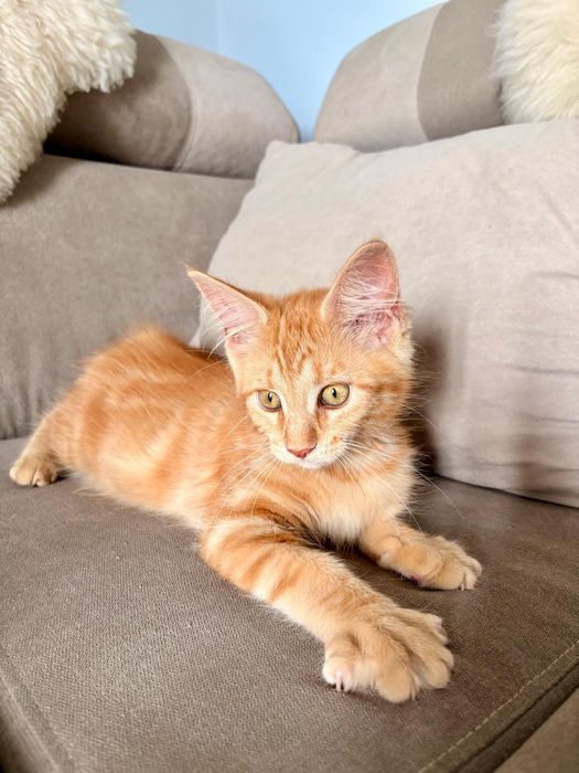Kotka rasy Maine Coon