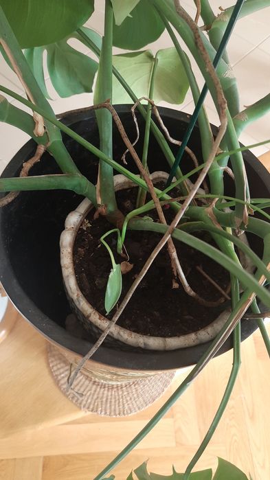 Duzy kwiat monstera