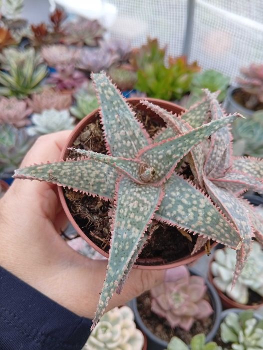 Suculentas várias espécies