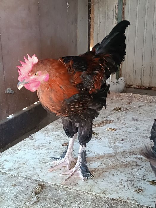 Galos Marans para mudar de capoeira