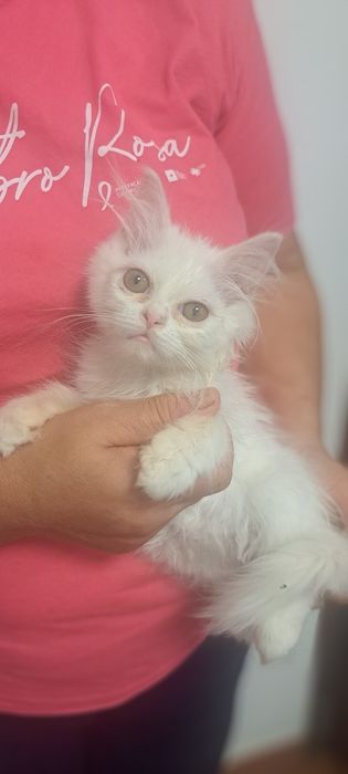 Gatinha persa branquinha