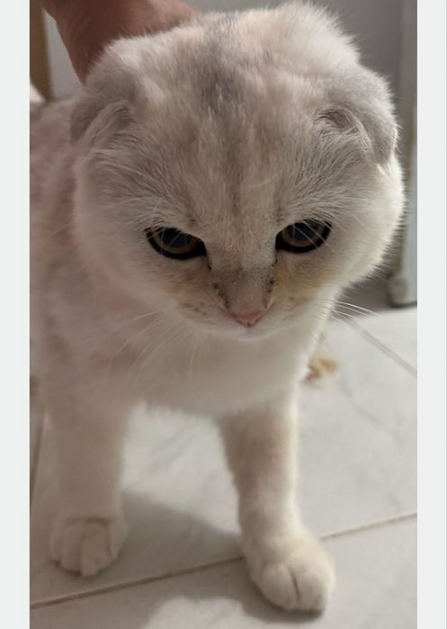 Gatinho Scottish Fold (5 meses) Cor Rara