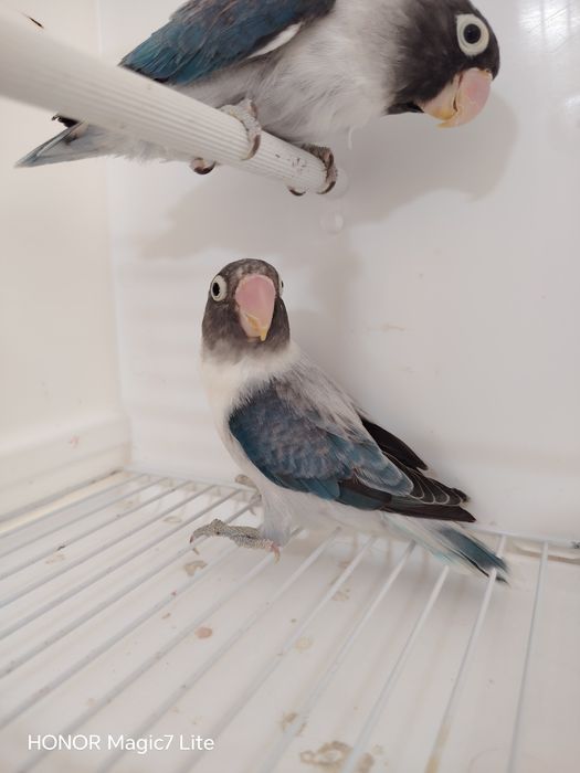 Agapórnis personatus