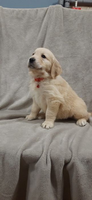 Golden Retriever szczeniak