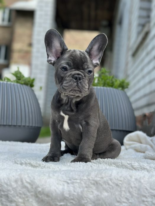 Щенки французского бульдога