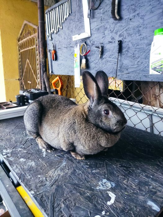 Продам крилицю полтавське срібло