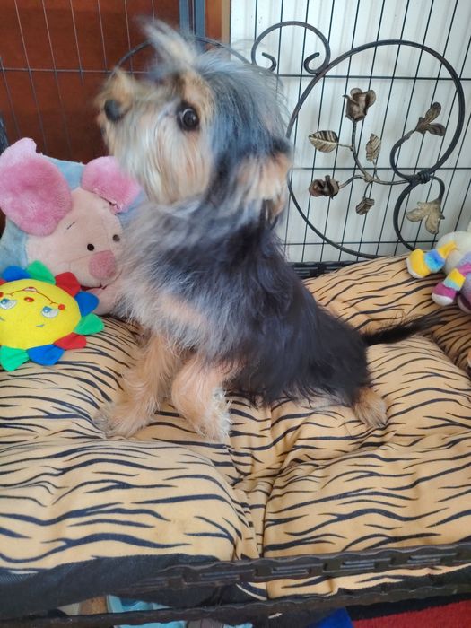 Yorkshire Terrier pakiet badań DNA. komplet szczepień z   wścieklizną.
