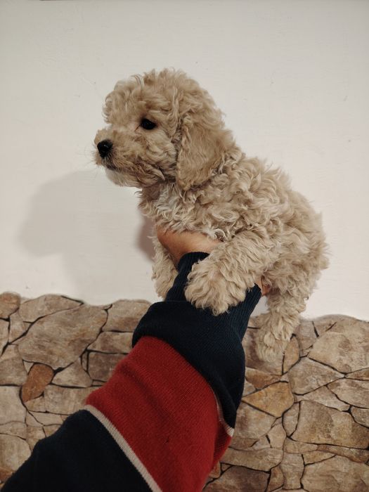 Caniche toy macho