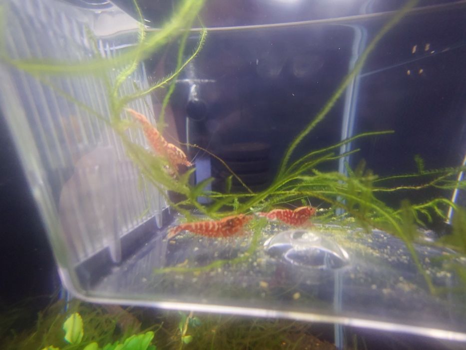 Krewetki Galaxy Red Snowflakes