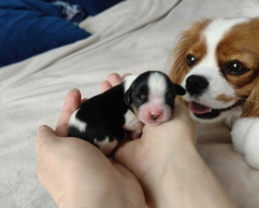 Cavalier King Charles Spaniel FCI szczenię