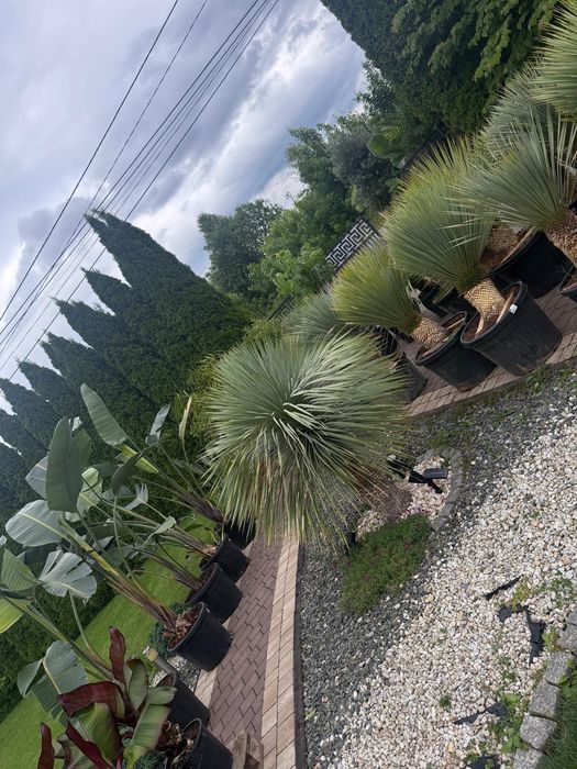 Yucca Rostrata - Juka mrozoodporna | EGZOTYKI | Ogród | Taras