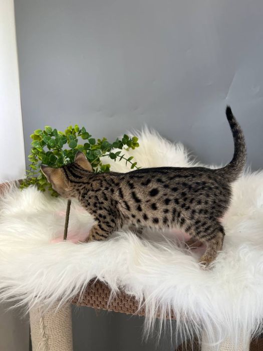 Дівчинка Саванна Ф6