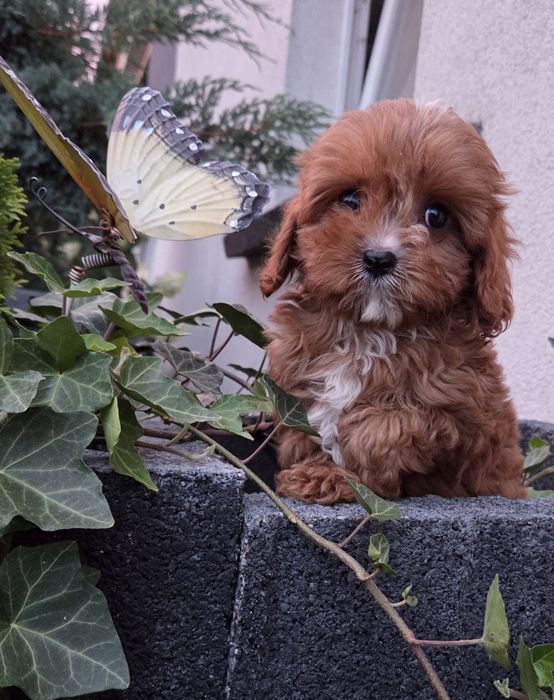 Cavapoo Samczyk hybryda ras