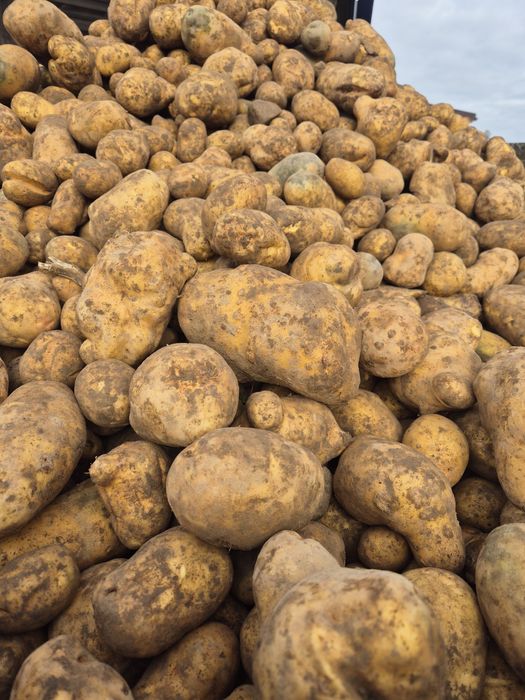 Odpady Ziemniaki    20gr/kg