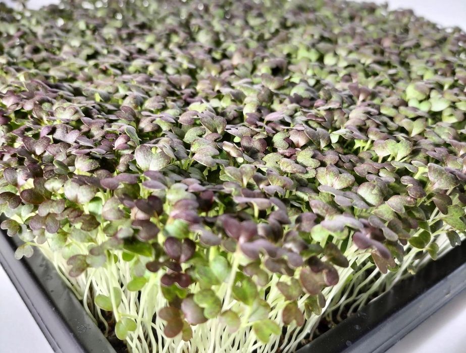 Sementes microgreens