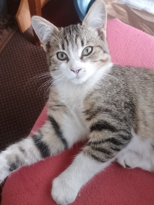 Віддам в добрі руки кошенят