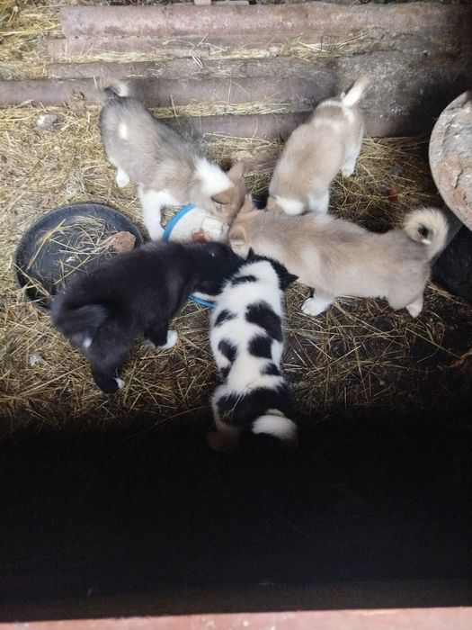 Продам цуценята Лайки