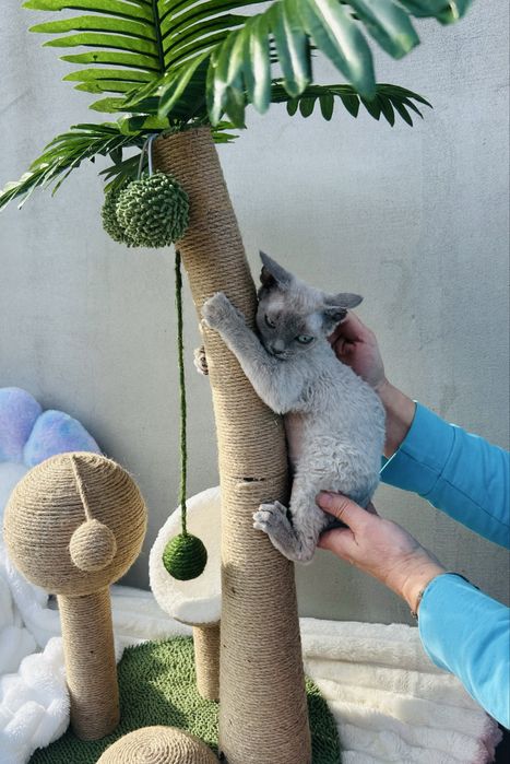 Piękna niebieskooka kotka Devon Rex