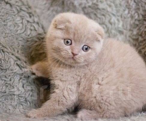 Шотландські ведмежата хлопчики