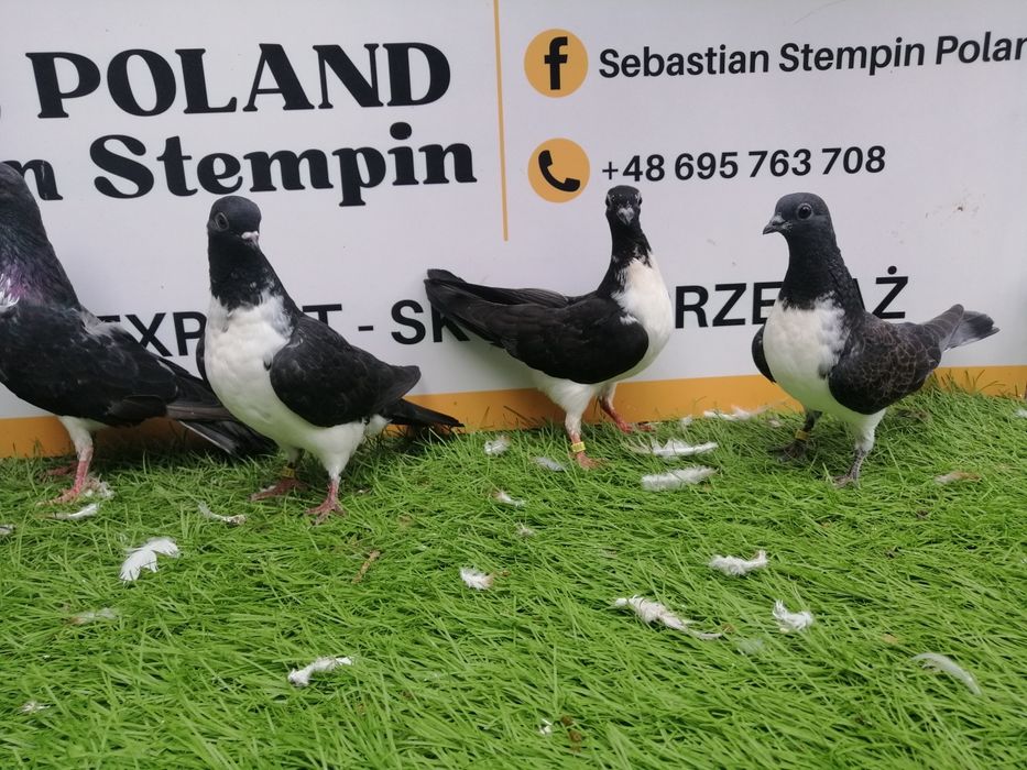 Gołębie. Czajki wiedeńskie. Czajka. Możliwy transport od 2 stycznia