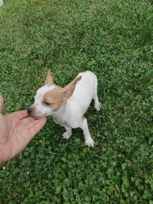 Pinscher fêmea linda