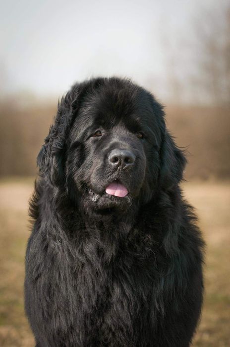 Титулований Ньюфаундленд на в'язку