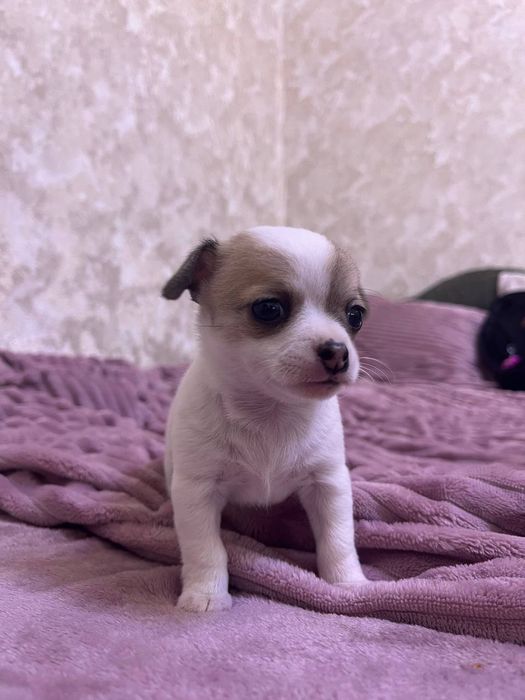 Дівчата Чихуахуа (бронювання)