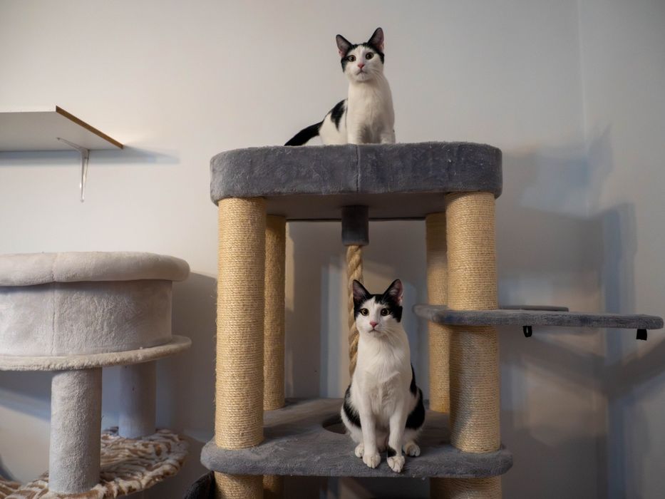 Urocze i wykastrowane kocurki szukają domu