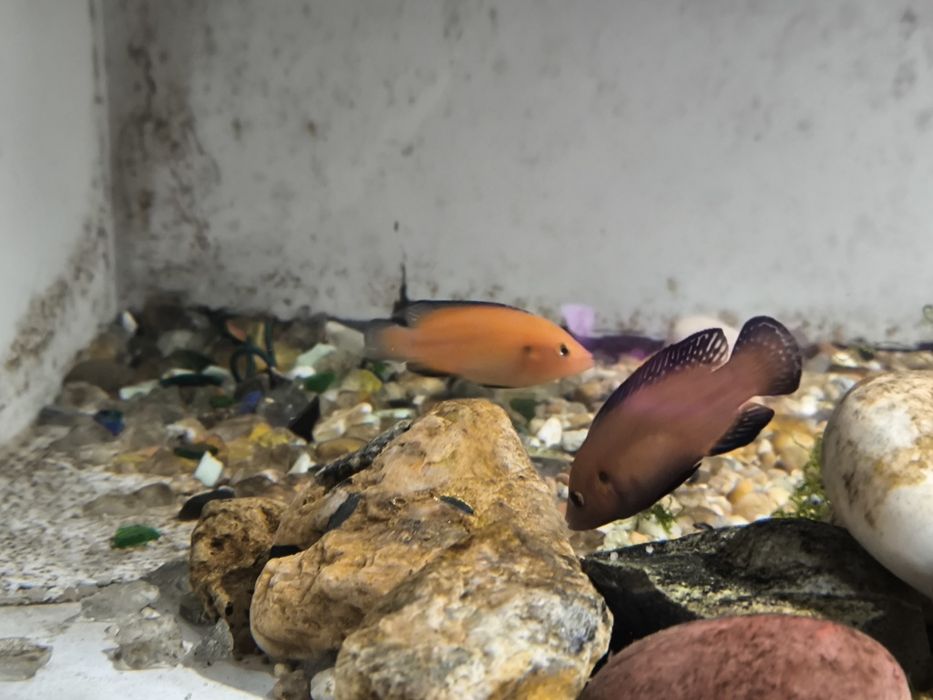 Peixe Jóia do Turkana