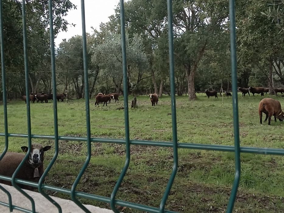 Ile de France Preto (Preto Precoce Português)