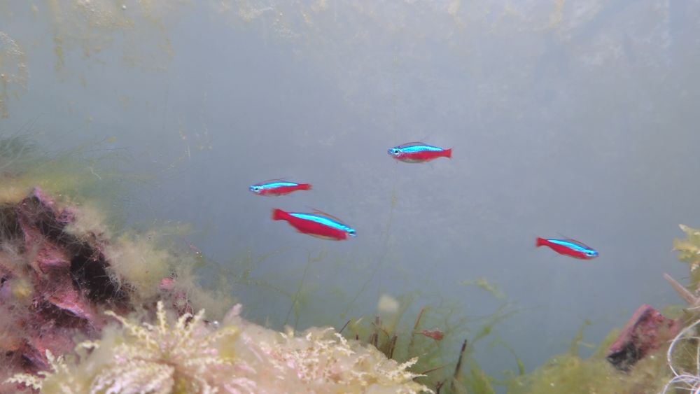 Tetra cardeal neon