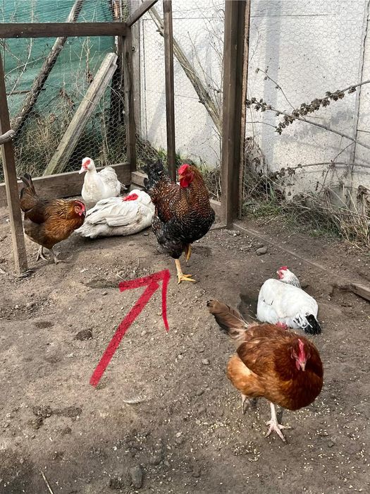 Koguty młode duże Wyandotte