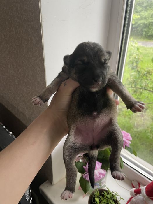 Віддам в добрі руки цуценят