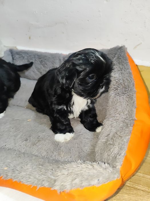 Shih tzu  gotowa