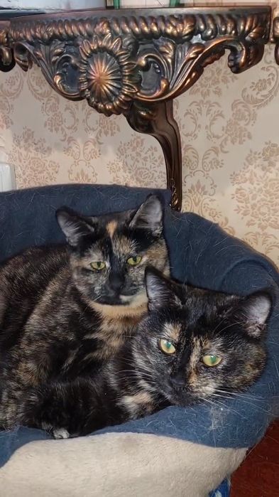 Отдам кошку черепахове окраса,  7 месяцев, стерилизована