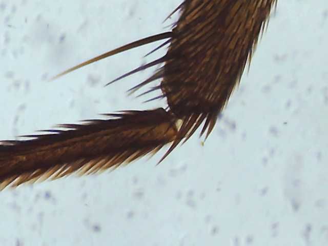 Mikroskop Levenhuk Rainbow 2L z kamerą M35 BASE (40x-400x)