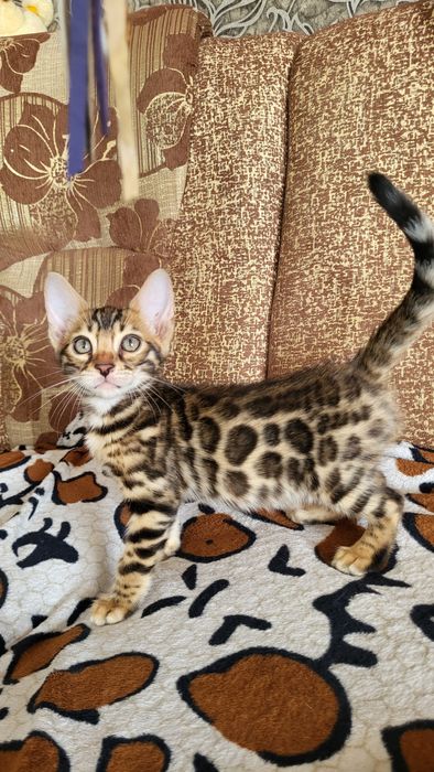 Бенгальские котята клубные.