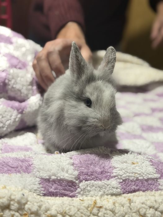 Coelhos Anões Para Venda