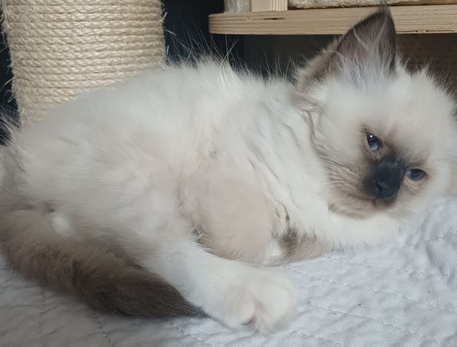 Kotek ragdoll piękny gotowy do zmiany domku