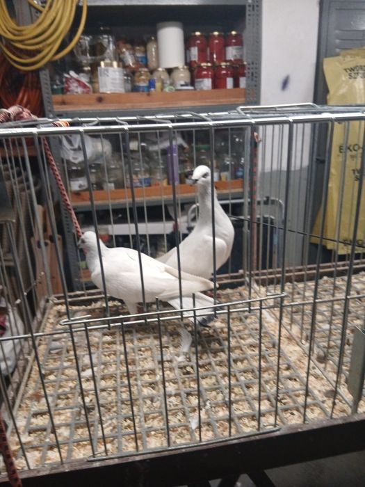 Gołebie Ozdobne Jasne