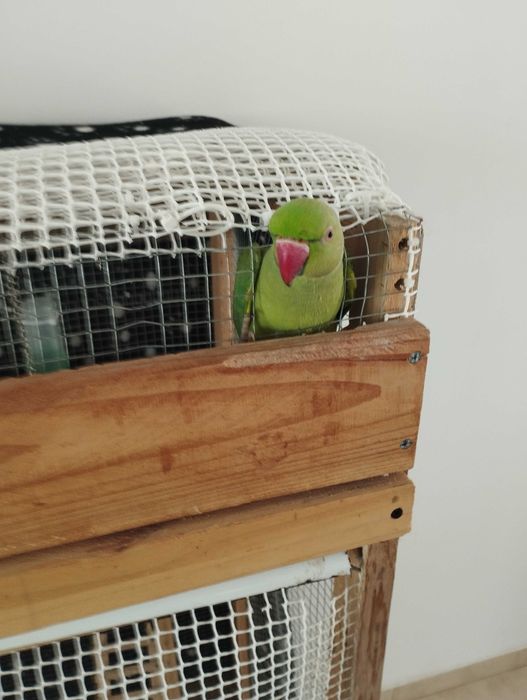 Ring neck macho verde