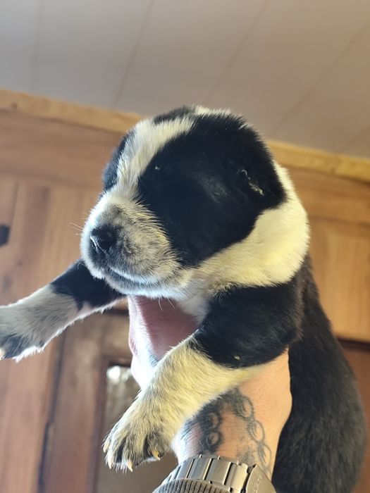 Щенки Алабая ребята звоните