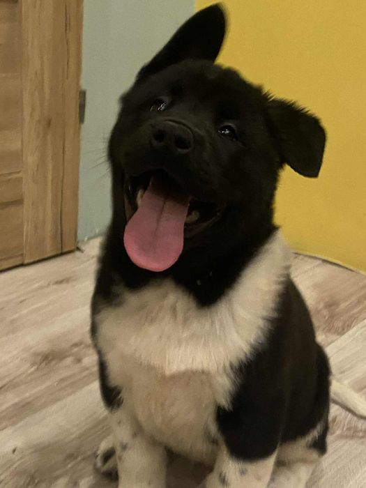 Gotowy do przeprowadzki do nowego domu Akita AmerykańskaFSI.