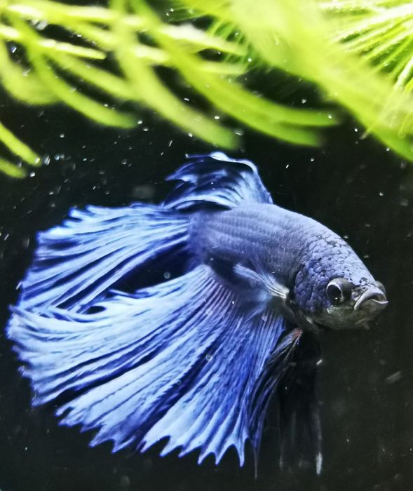 Rybki do akwarium - Bojownik Blue Niebieski